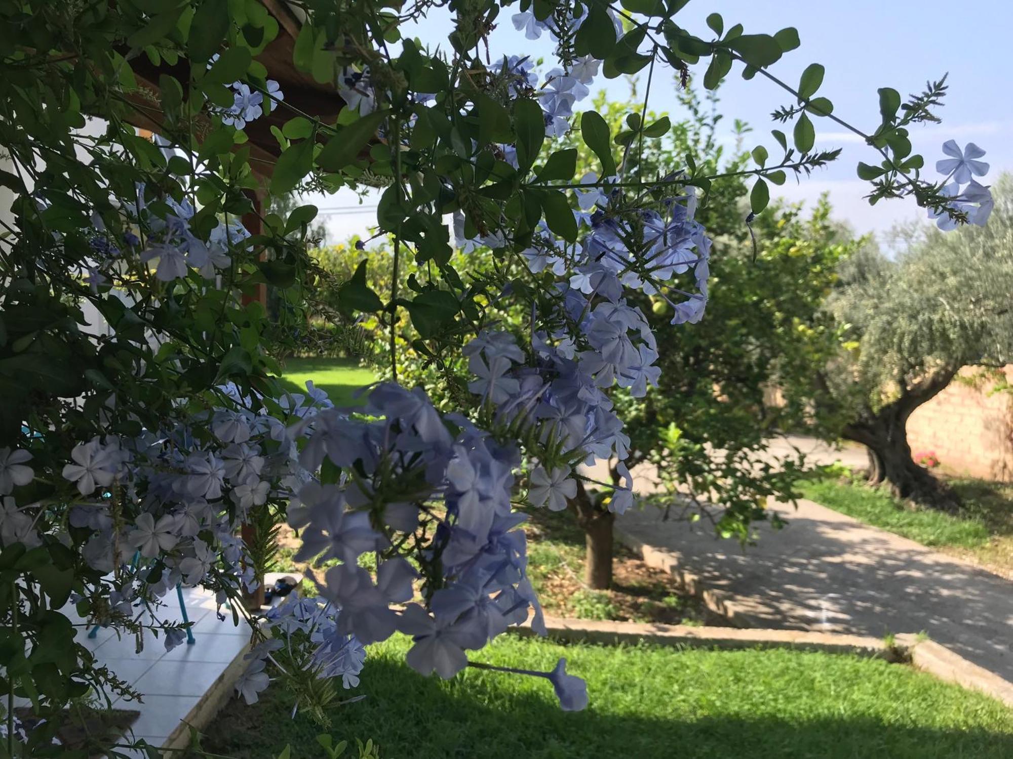 Spiti Ostria Villa Aígion Luaran gambar